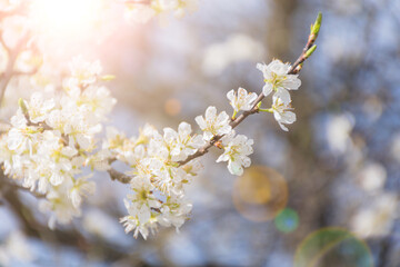 Naklejka premium Spring sunny day. A twig of a cherry or other fruit tree is illuminated by the sun. Soft focus