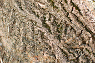 Close up of the bark of an old tree. Background, texture, design.