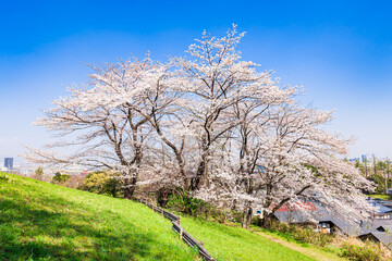 Obraz premium 桜が咲く丘