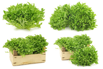 freshly harvested green curly  lettuce in a wooden crate on a white background