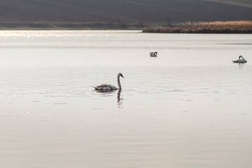 ducks on the beach