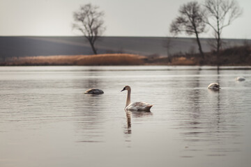swans on the lake