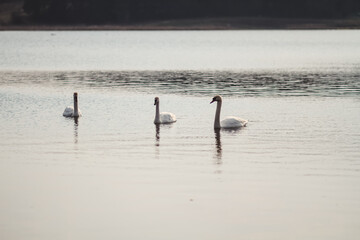 swans on the lake
