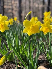 Obraz premium daffodils in the garden