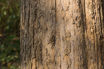 Teak tree in the forest	