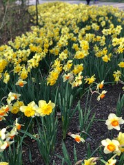 Obraz premium yellow daffodils in the garden