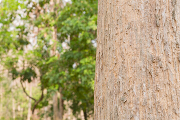 Teak tree in the forest	