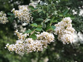 white cherry blossom