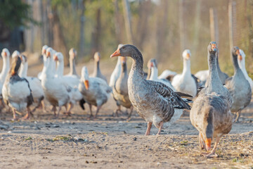 Obraz premium leader of the domestic geese stands proudly on the road
