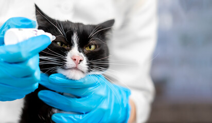 Close-up of a veterinarian in a white coat and medical gloves dripping drops into the eye of a...