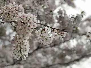 blossom in spring