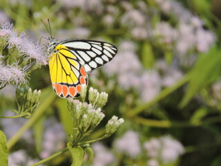 Want to be a Butterfly? Think twice because you need to be a caterpillar first.