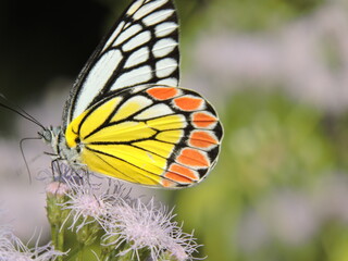 Want to be a Butterfly? Think twice because you need to be a caterpillar first.