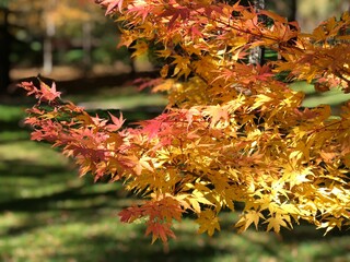autumn leaves in the park