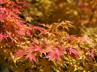 red and yellow autumn leaves