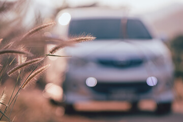 Beautiful grass flower in the field with sunset, Nature soft light, blur filter and vintage tone, Roadside background with car, Selective focus.