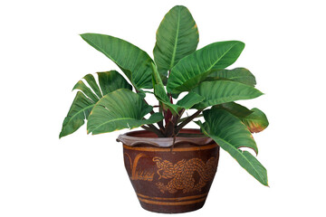 Giant Philodendron or Giant Elephant Ear in pot isolated on white background included clipping path.