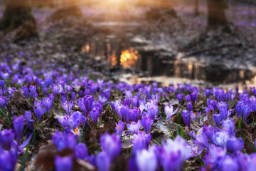 Beautiful flowering forest with a carpet of wild violet crocus or saffron flowers at sunset, amazing landscape, early spring in Europe, image with selective focus