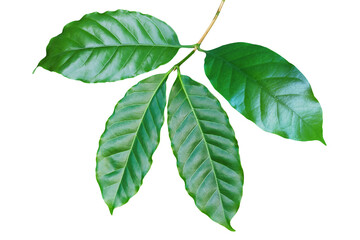Fresh Green Coffee Leaves Isolated on White Background with Clipping Path