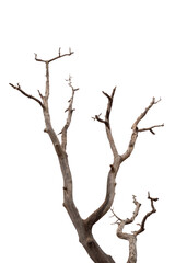 Dry branch of dead tree with cracked dark bark.beautiful dry branch of tree isolated on white background.Single old and dead tree.Dry wooden stick from the forest isolated on white background .