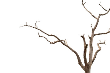Fototapeta na wymiar Dry branch of dead tree with cracked dark bark.beautiful dry branch of tree isolated on white background.Single old and dead tree.Dry wooden stick from the forest isolated on white background .