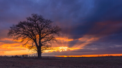 Fototapeta na wymiar Red sunset with Oak tree at Dawn