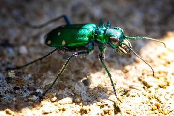 Fototapeta premium Tiger Beetle