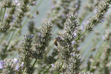Honey bee on lavender plant in Zurich, Switzerland.