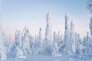 Lapland Landscape