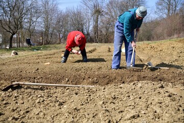 Farmers hand planting vegetable seeds in the spring in the garden
