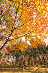쓸쓸한 가을낙엽과 공원