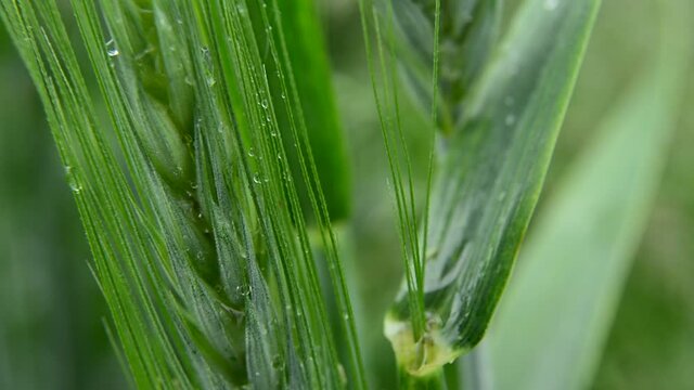 Green ear of grain with rain drops close-up