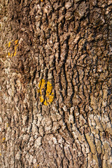 Natural texture on a tree bark.