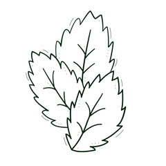 Three leaves with jagged edges like mint. Contour doodle sketch dark green white. Isolated vector drawing on a white.