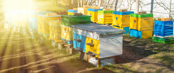 Blossoming garden with apiary. Bees spring under the flowering trees of apple trees. Red tulips on...