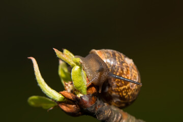A snail moves on a yellow flower on a spring afternoon
