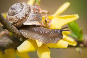 A snail moves on a yellow flower on a spring afternoon