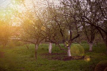 Fototapeta premium Spring apple orchard in evening sun