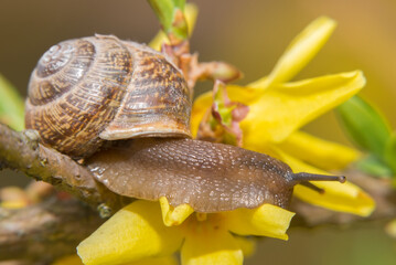 A snail moves on a yellow flower on a spring afternoon