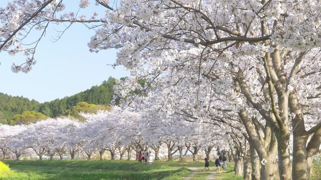 Rows of full-blooming cherry blossom trees and happily cheerful family in sunny day
