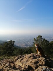 dog in the mountains
