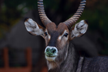 Fototapeta premium Wild african life. Close up of a cute Waterbuck (the large antelope) looking at the camera