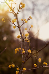 Spring budding Cornus is commonly known as dogwoods