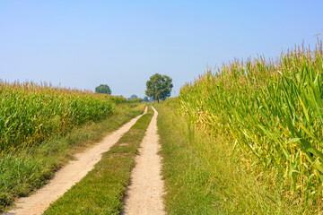 Fototapeta na wymiar Path in the country near Bereguardo, Pavia, Italy, at September