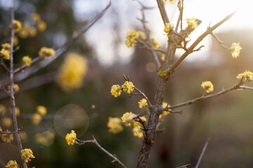 Spring budding Cornus is commonly known as dogwoods