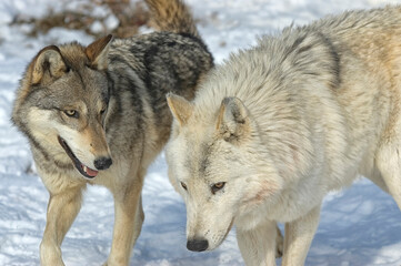 Fototapeta na wymiar Timber wolves in wolf pack