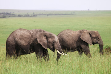Naklejka na ściany i meble African bush elephants