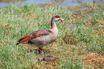 Egyptian goose