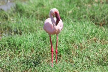 Lesser flamingo