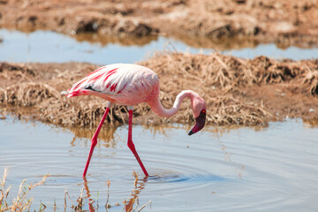 Lesser flamingo